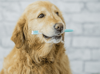 brosse à dents chien